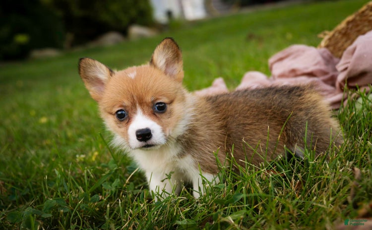Welsh Corgi Pembroke dogs for sale - Ad 4