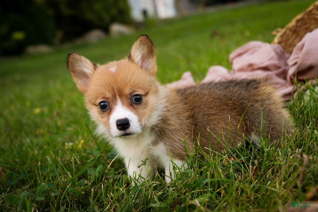 Welsh Corgi Pembroke dogs for sale: Macaroon - Image 4