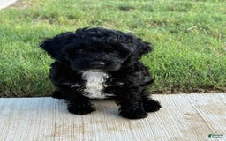 Cockapoo dogs for sale: Sage - Image 9