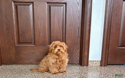 Maltipoo dogs for sale: Cody - Image 10
