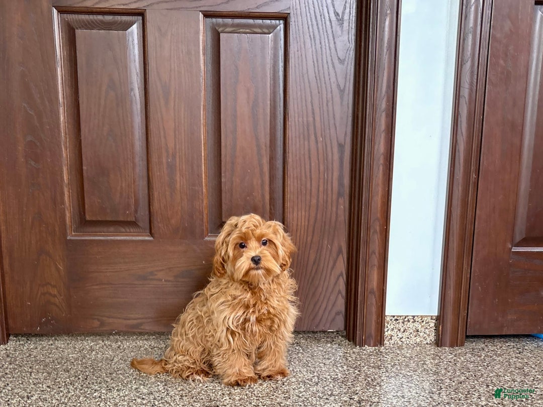 Maltipoo dogs for sale: Cody - Image 10