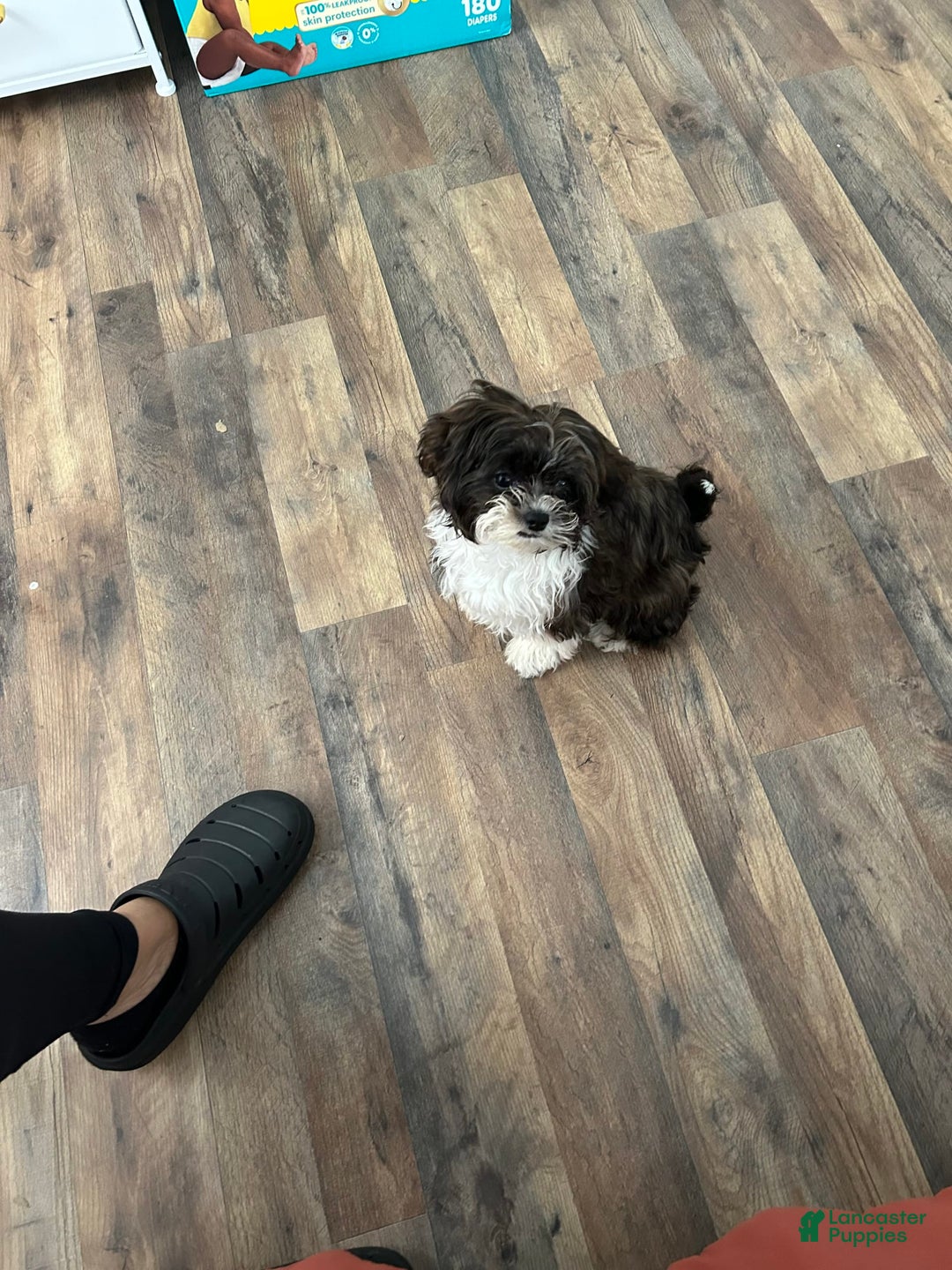 Shihpoo dogs for sale: Khloe - Image 1