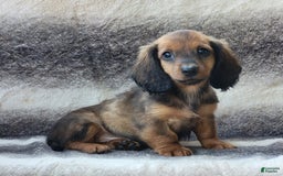 Miniature Dachshund dogs for sale: Trooper - Image 8