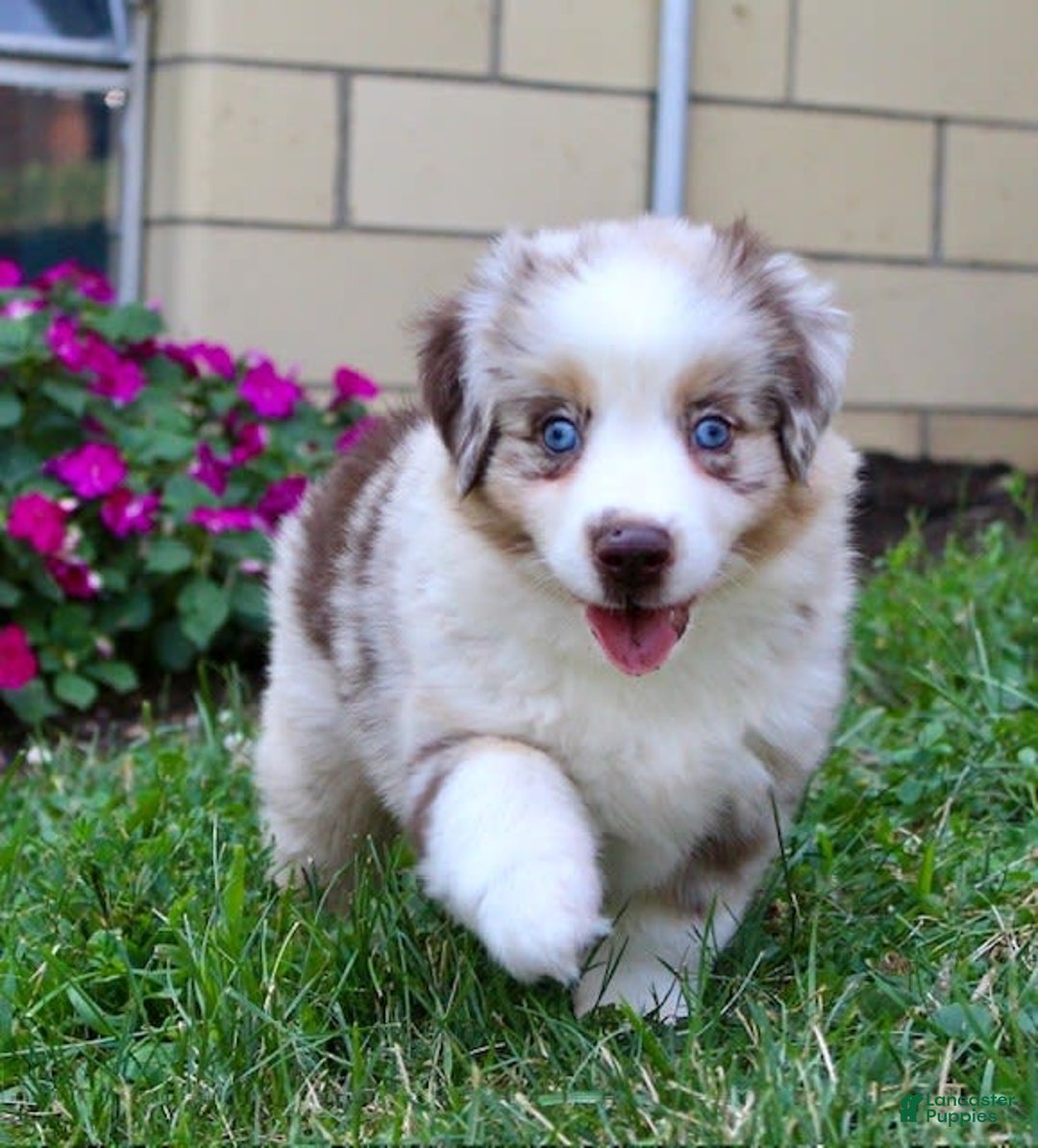 Miniature Australian Shepherd dogs for sale: Oakley - Image 4