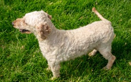 Mini Goldendoodle dogs for sale: Everett - Image 4
