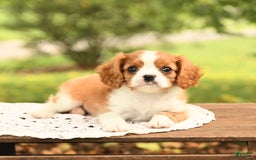 Cavalier King Charles Spaniel dogs for sale: Elliot - Image 4
