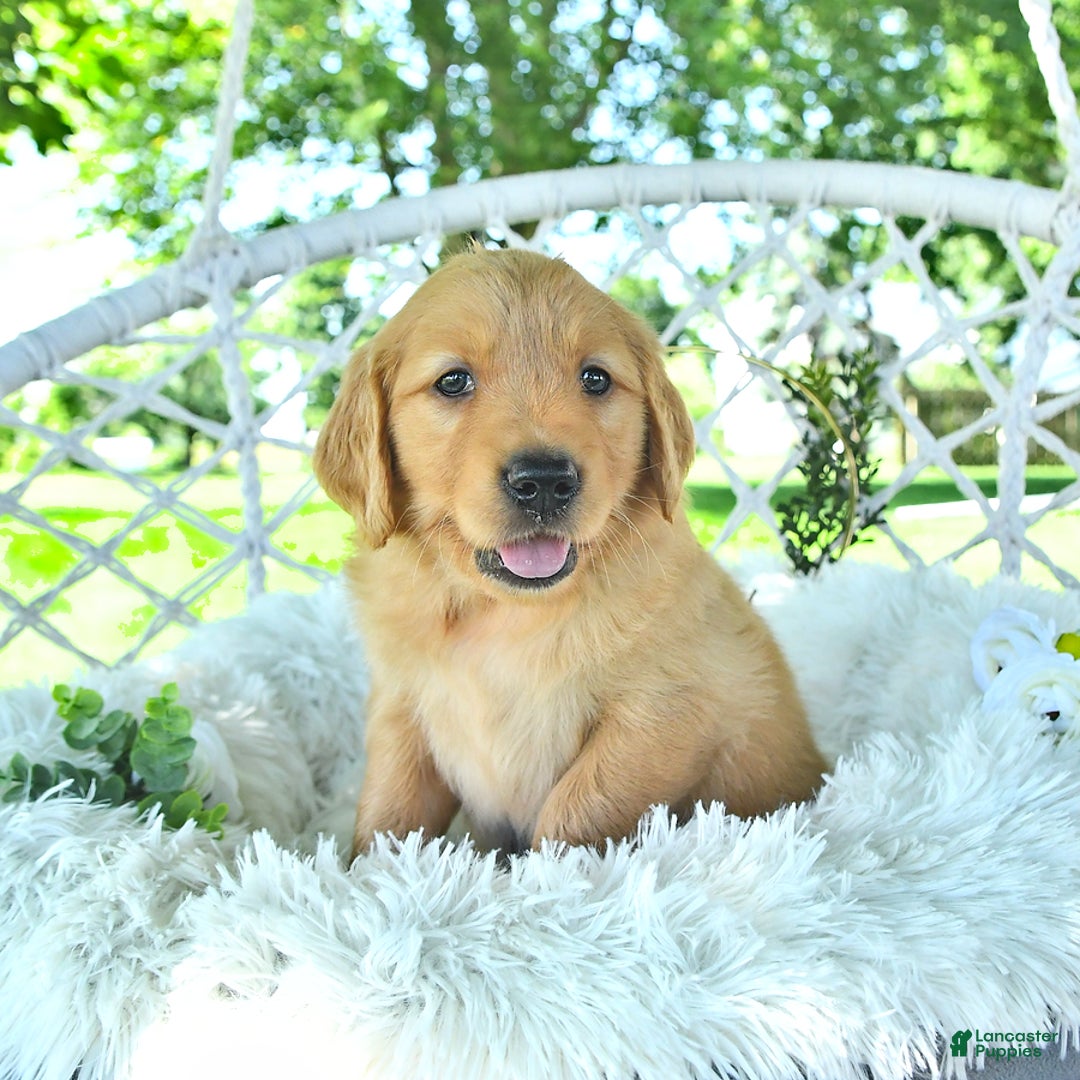 Golden Retriever dogs for sale: Abby - Image 13
