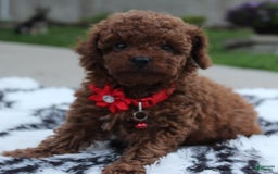 Toy Poodle dogs for sale: Kody - Image 10