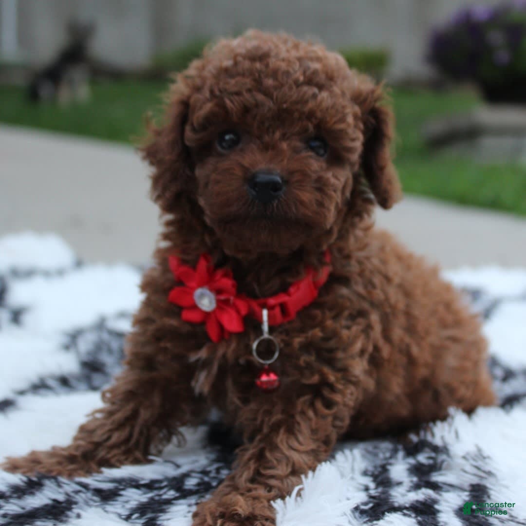 Toy Poodle dogs for sale: Kody - Image 10