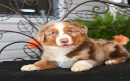 Australian Shepherd dogs for sale: Lenny - Image 1