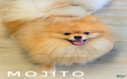 Pomeranian dogs for sale: Mojito  Sweet Boy  Crate And Dog Door Trained - Image 2