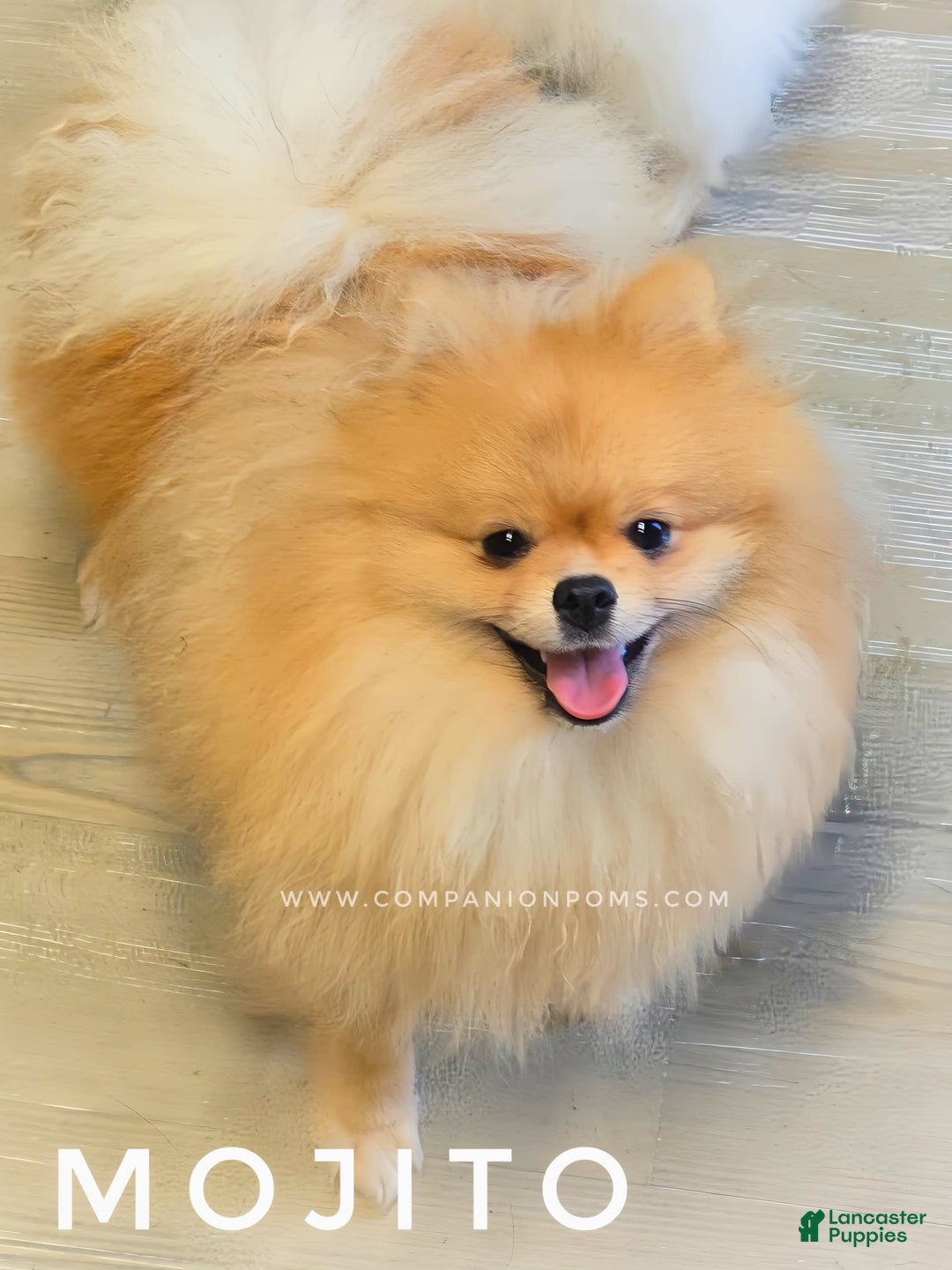Pomeranian dogs for sale: Mojito  Sweet Boy  Crate And Dog Door Trained - Image 2