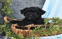 Havapoo dogs for sale: Brittany - Image 3