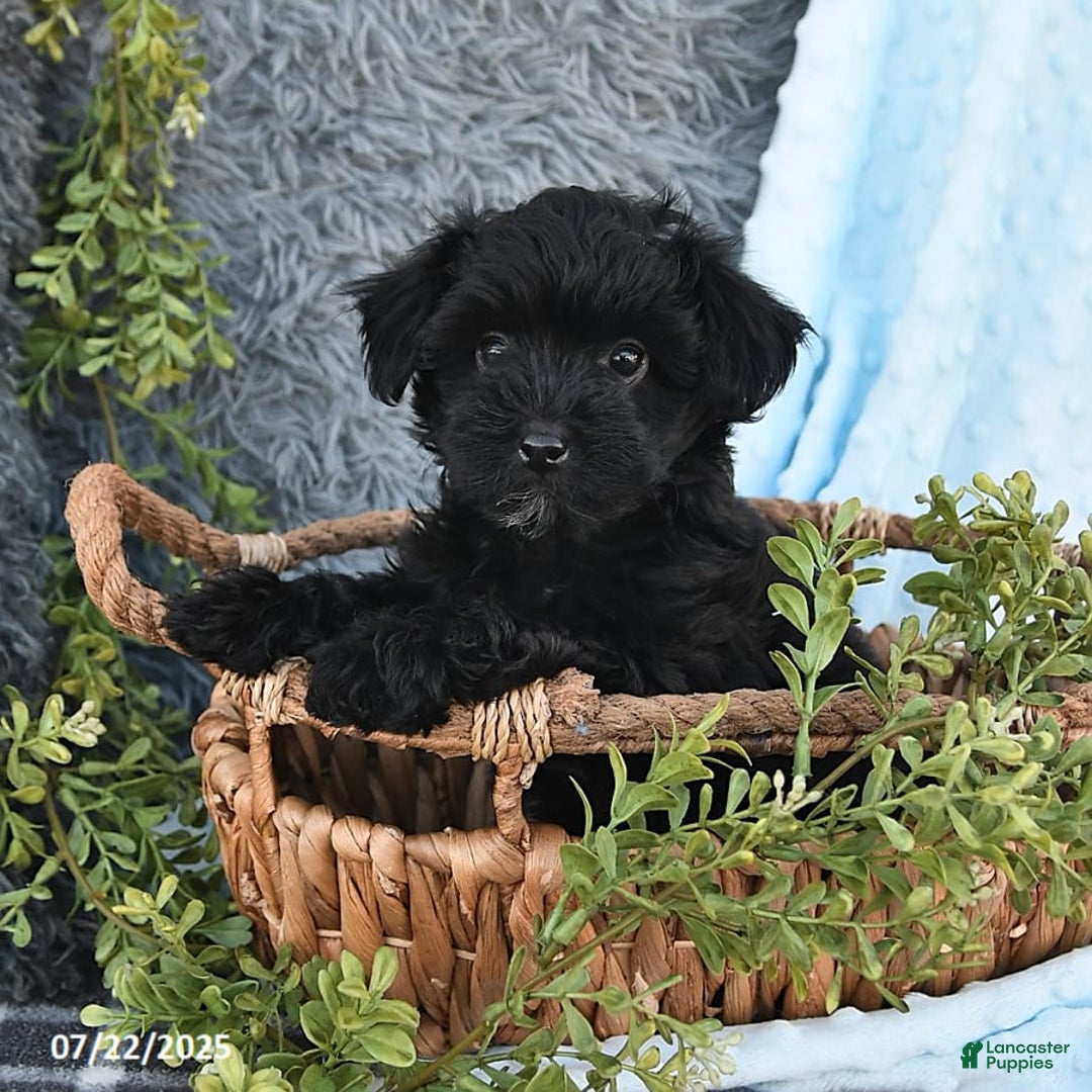 Havapoo dogs for sale: Brittany - Image 3