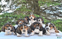 Basset Hound dogs for sale: Victor - Image 6