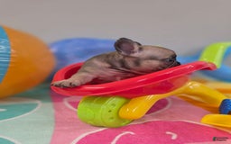 French Bulldog dogs for sale: French Bulldog 5 puppies - Image 4