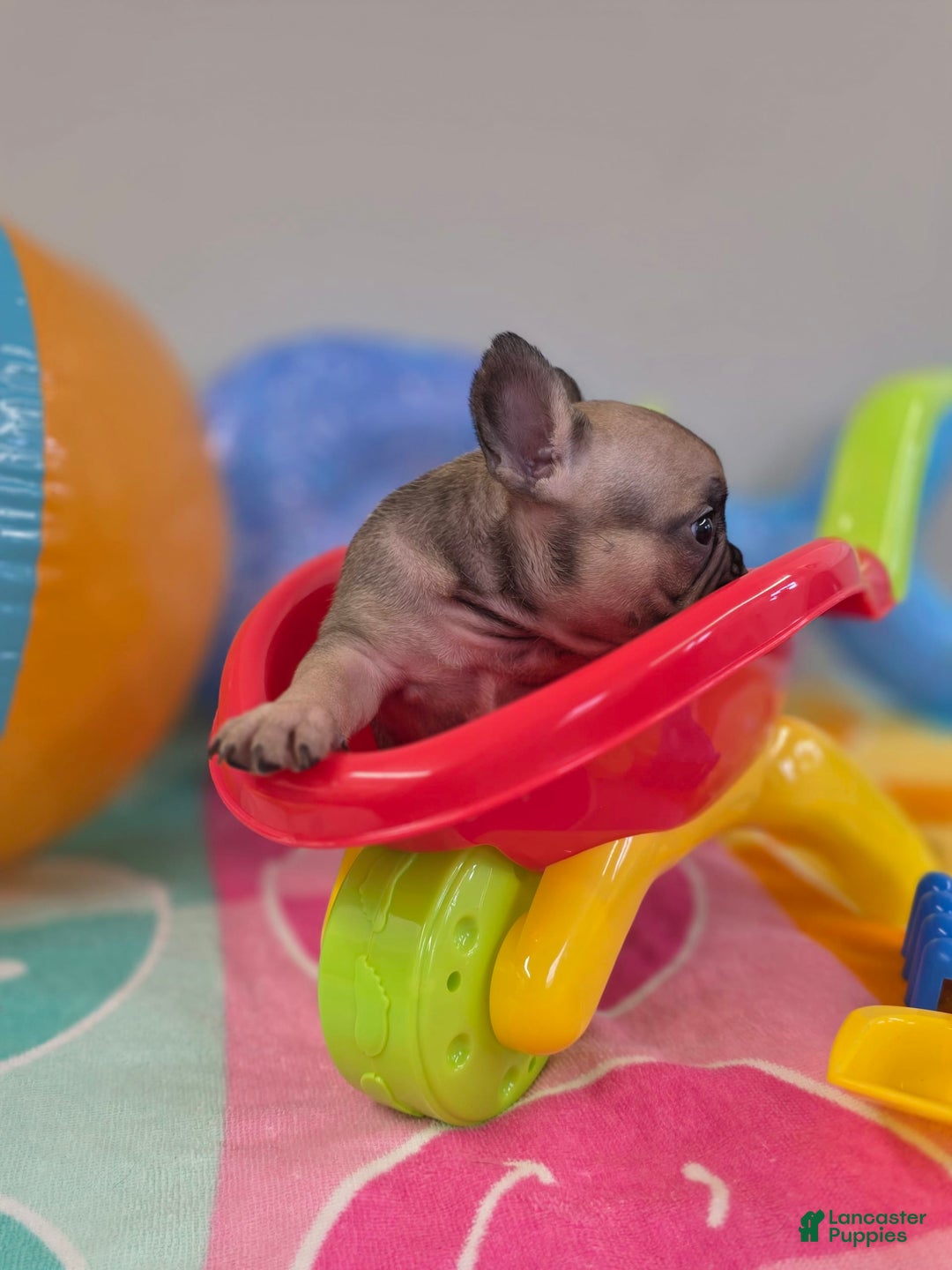 French Bulldog dogs for sale: French Bulldog 5 puppies - Image 4