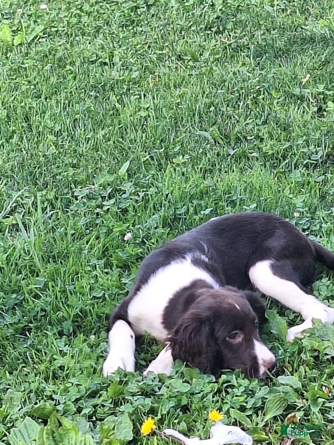 English Springer Spaniel dogs for sale: Jonie - Image 2
