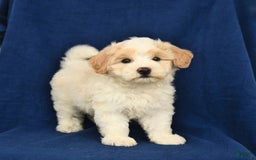 Shihpoo dogs for sale: Jim - Image 2