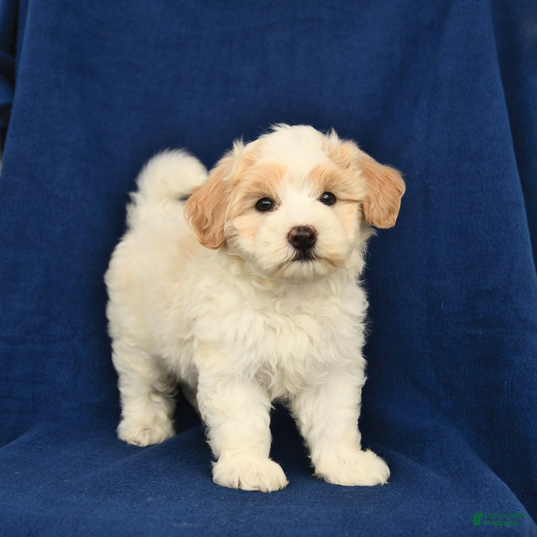 Shihpoo dogs for sale: Jim - Image 2
