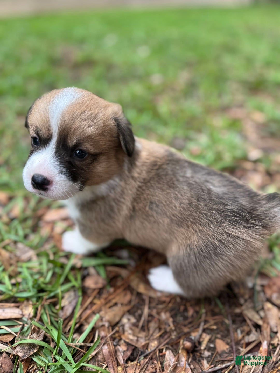 Welsh Corgi Pembroke dogs for sale: Girl One - Image 2