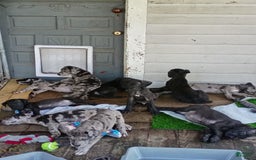 Great Dane dogs for sale: Female 1 - Image 3