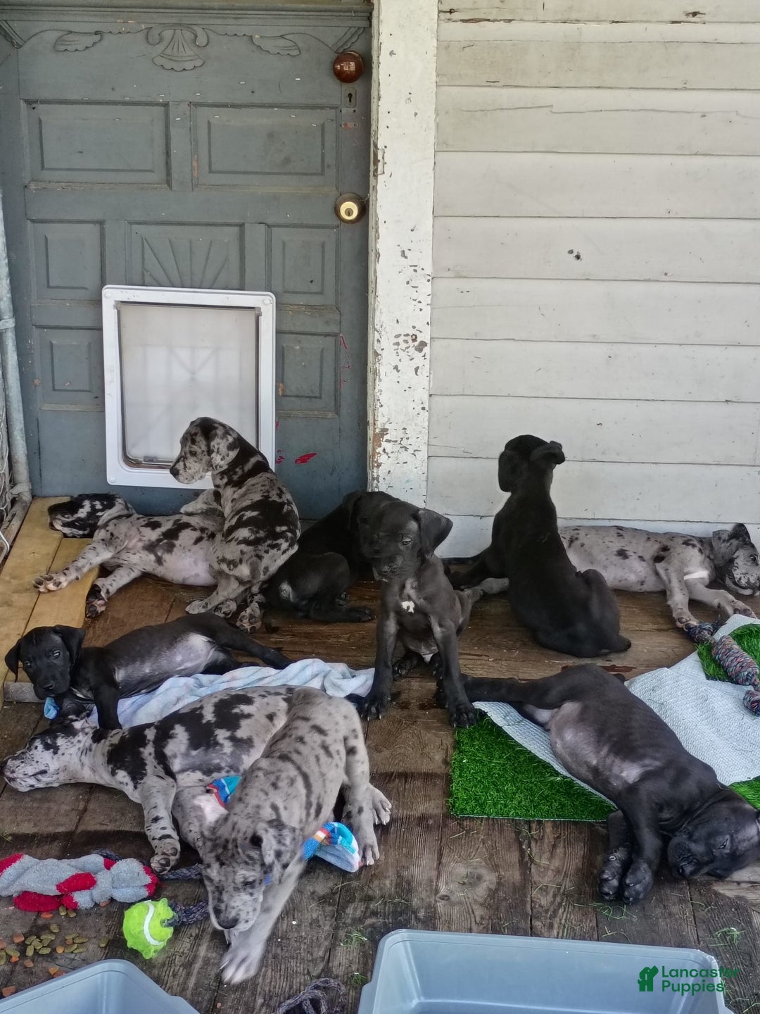 Great Dane dogs for sale: Female 1 - Image 3