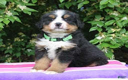Bernese Mountain Dog dogs for sale: Blaze - Image 1
