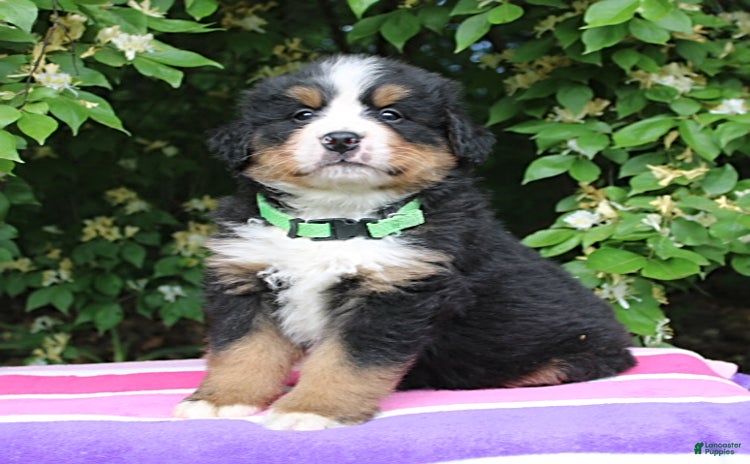 Bernese Mountain Dog dogs for sale - Ad 1