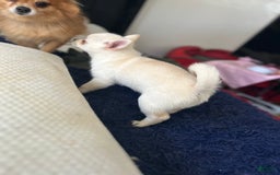 Pomchi dogs for sale: Bubbles - Image 3