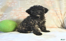 Miniature Poodle dogs for sale: Blizzard - Image 6