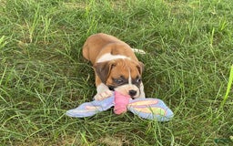 Boxer dogs for sale: Sage - Image 8