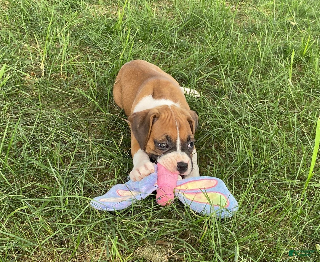 Boxer dogs for sale: Sage - Image 8