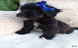 Teddy Bear dogs for sale: Teddy Bear 6 puppies - Image 8