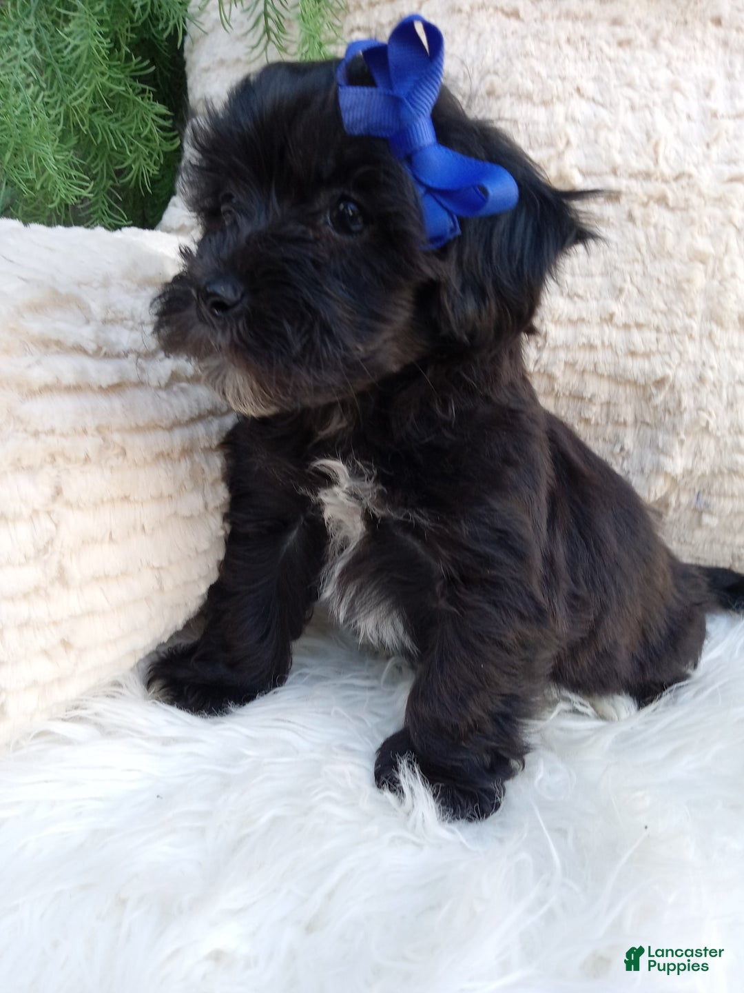 Teddy Bear dogs for sale: Teddy Bear 6 puppies - Image 8