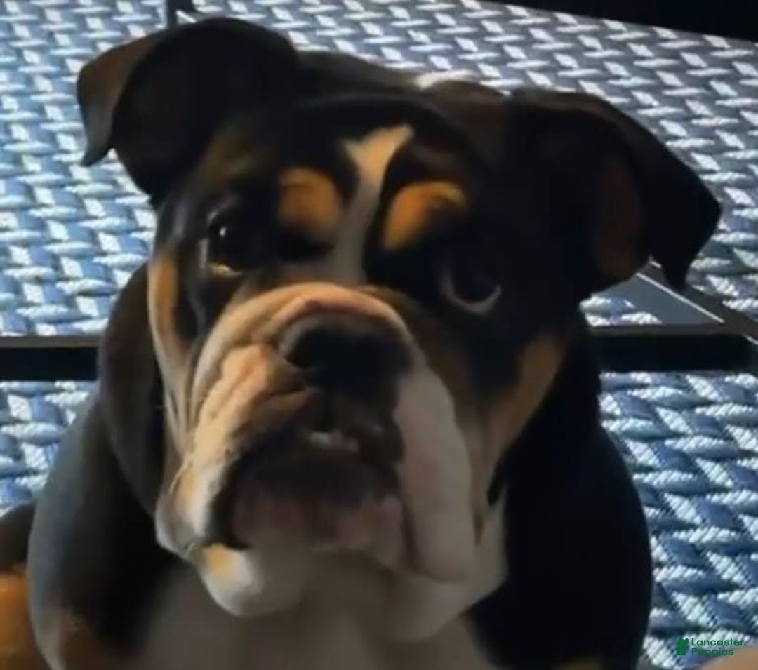 English Bulldog dogs for stud: Simba - Image 7