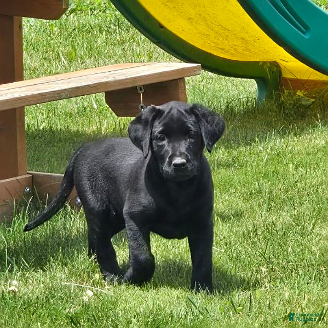 Labrador Retriever dogs for sale: Clover - Image 10