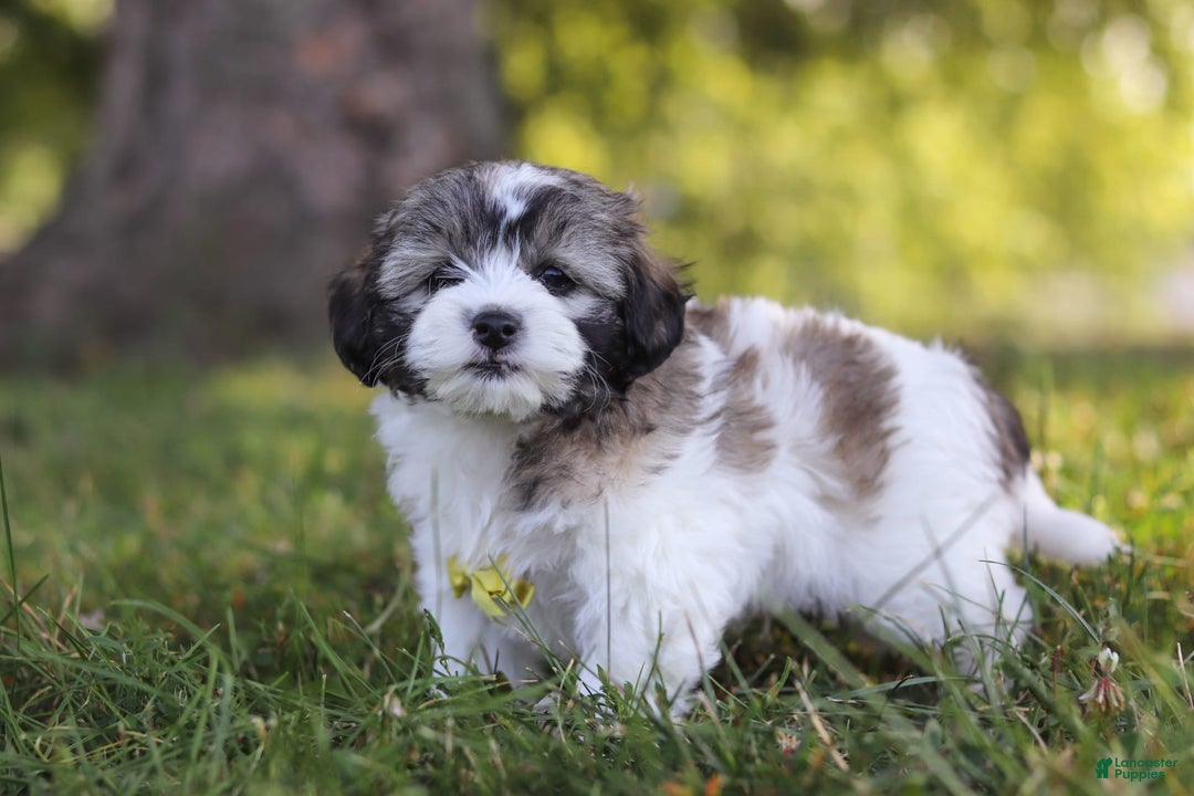Shihpoo dogs for sale: Luca - Image 4