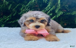 Bernedoodle dogs for sale: Annabel - Image 4