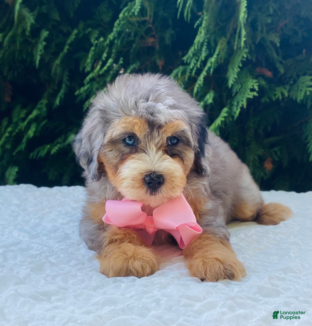 Bernedoodle dogs for sale: Annabel - Image 4