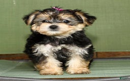 Yochon dogs for sale: Twila - Image 8