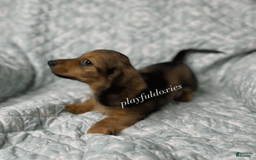 Dachshund dogs for sale: Shaded Cream Male - Image 18