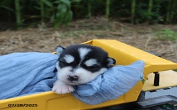 Alaskan Malamute dogs for sale: Cowboy - Image 2