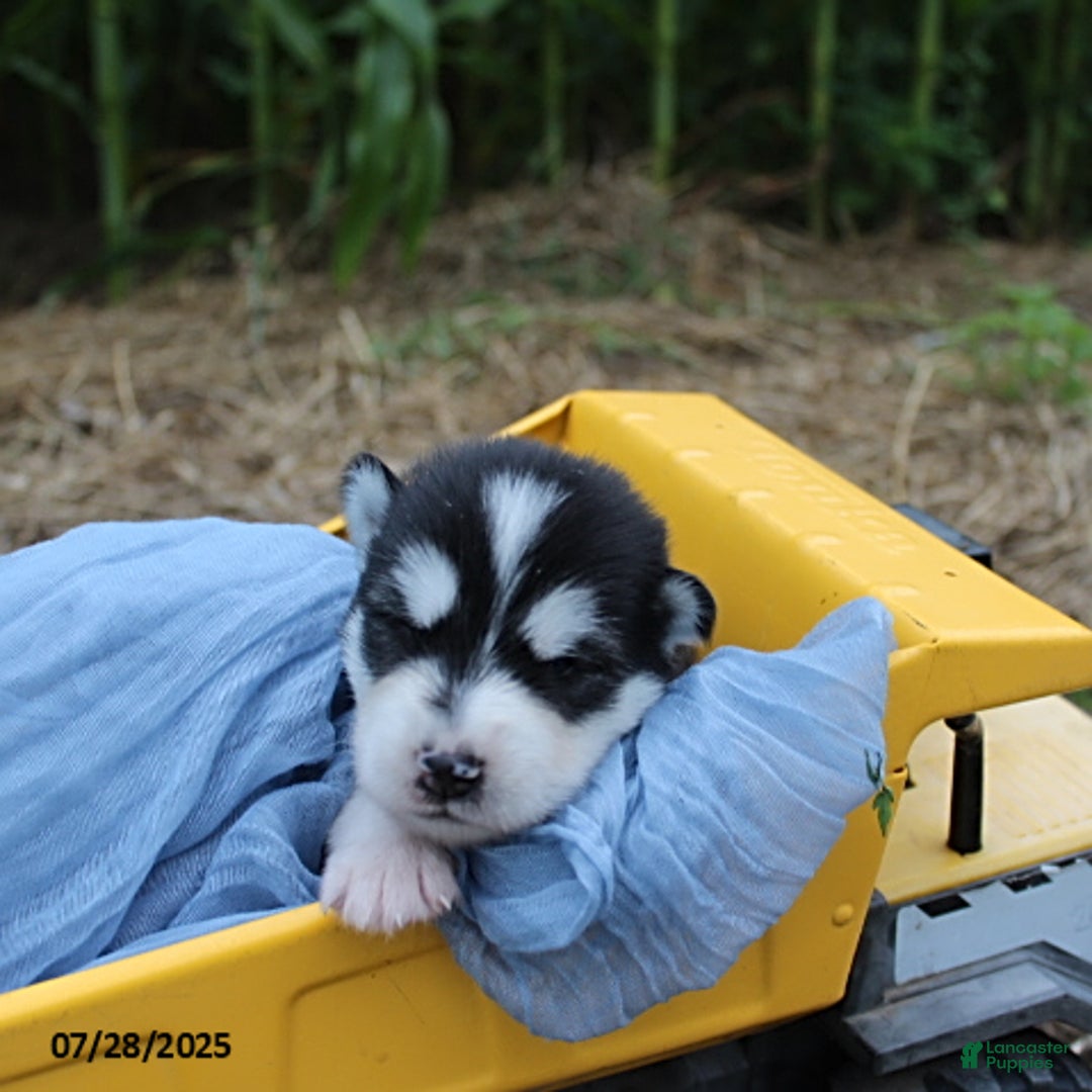 Alaskan Malamute dogs for sale: Cowboy - Image 2
