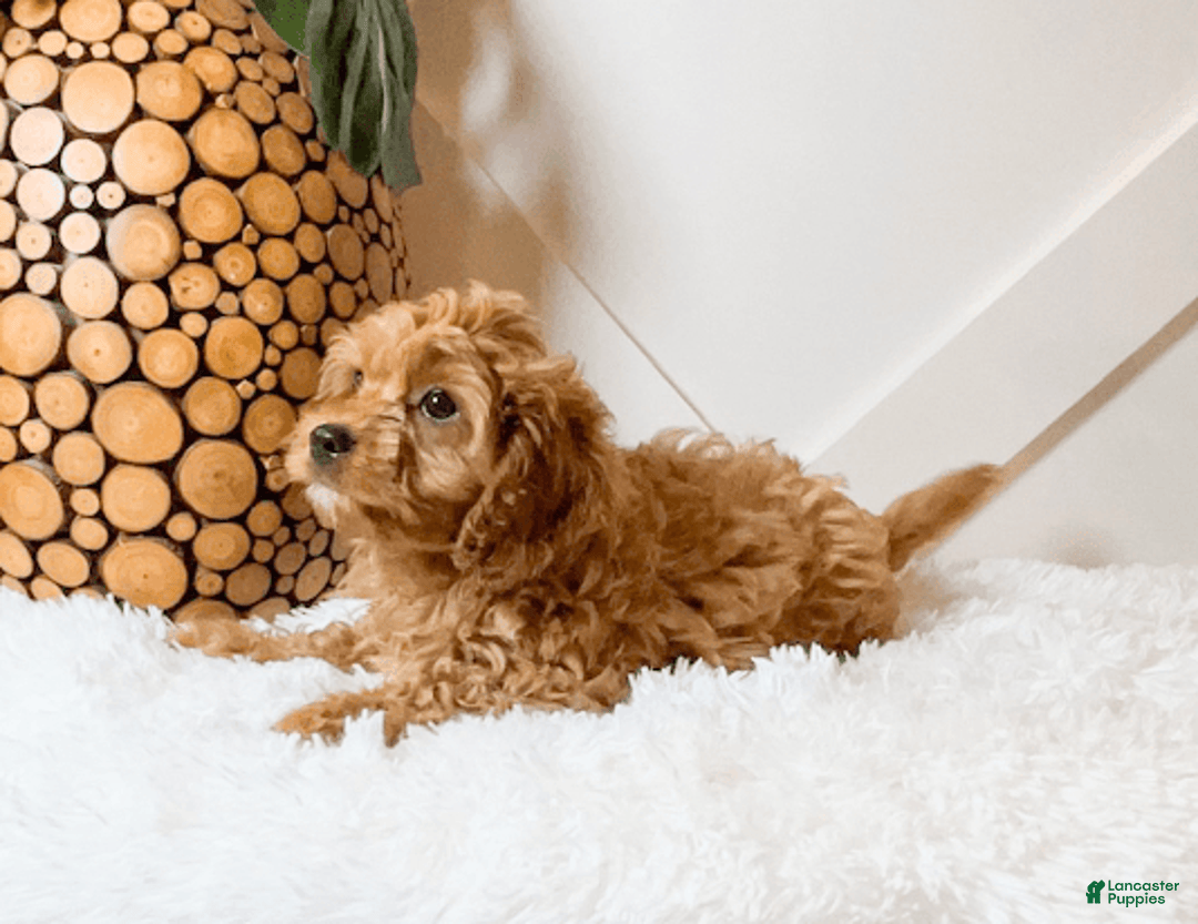 Cavapoo dogs for sale: Zena - Image 5