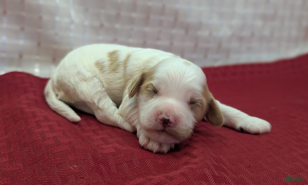 Cockapoo dogs for sale: Hiccup - Image 15