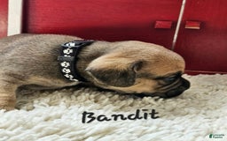 Puggle dogs for sale: Bandit - Image 1