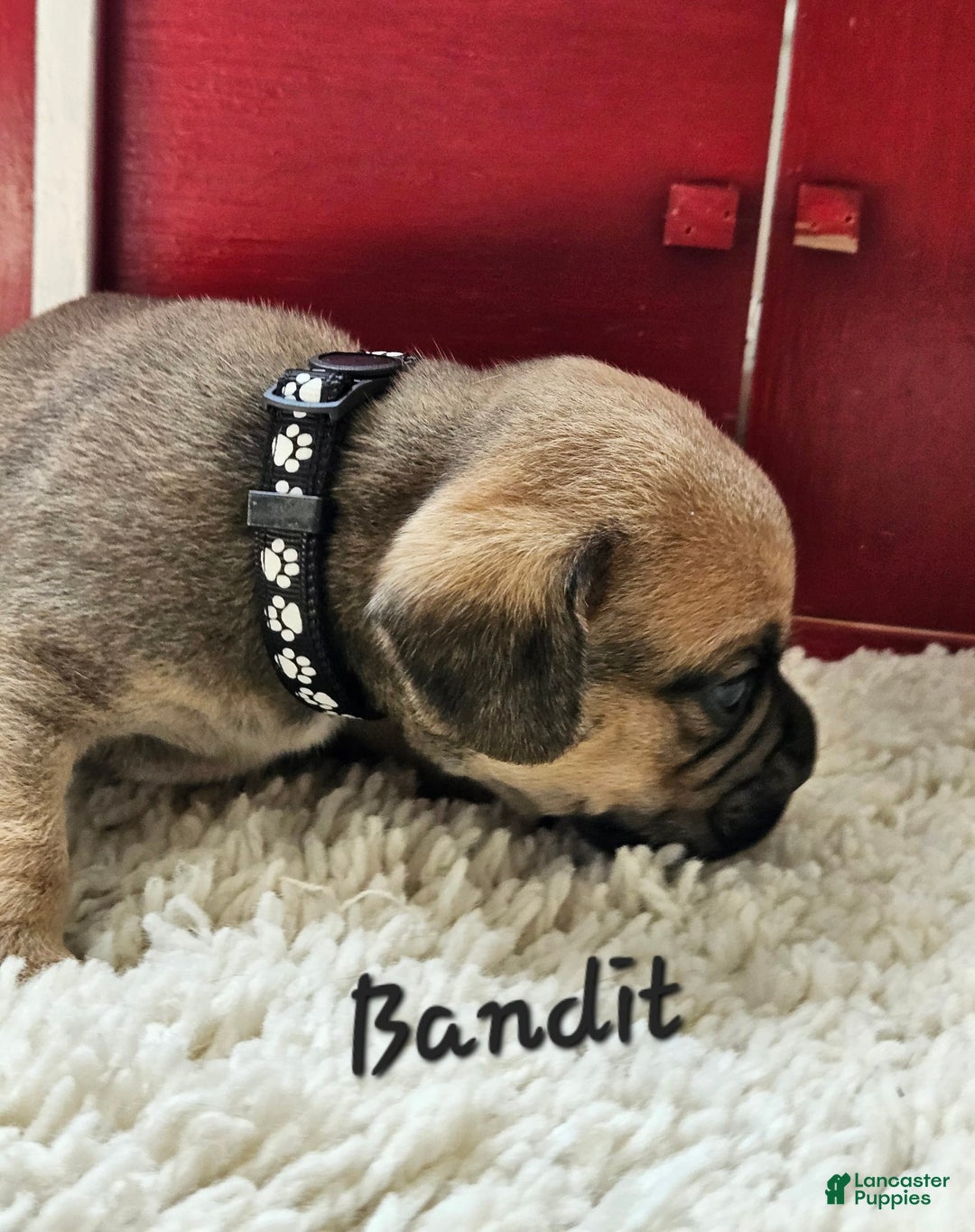 Puggle dogs for sale: Bandit - Image 1