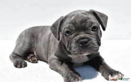 Frenchton dogs for sale: Buddy - Image 9