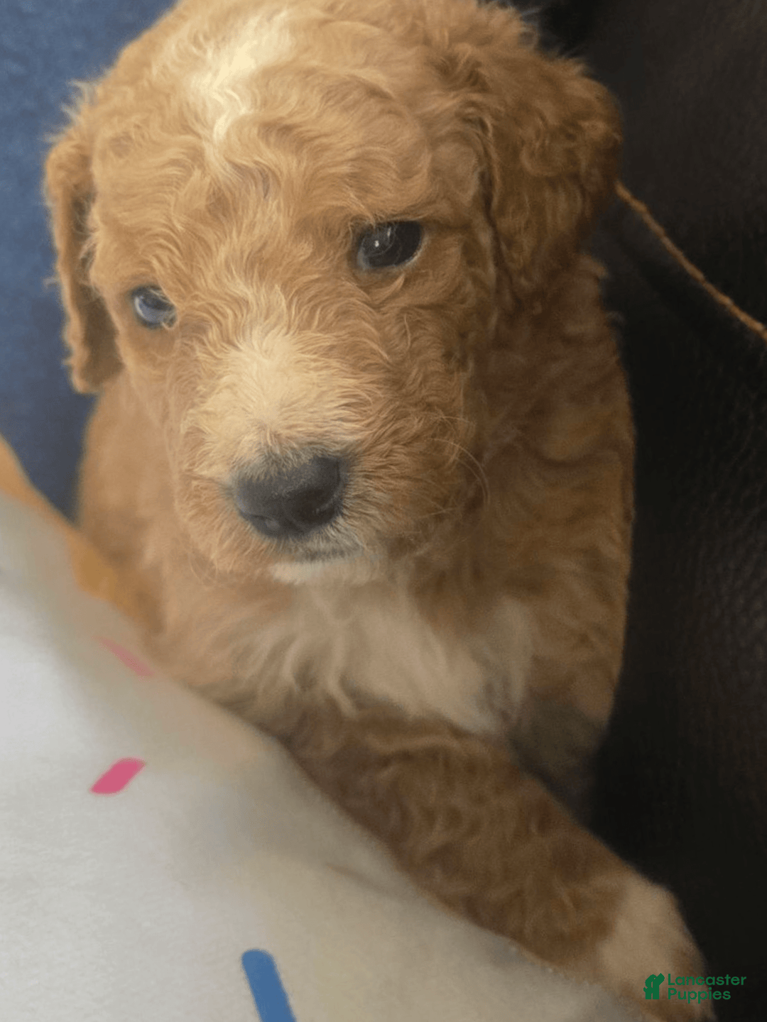 Goldendoodle dogs for sale: Chloe - Image 6
